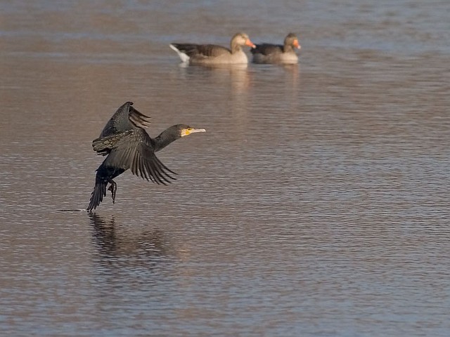 Kormoran